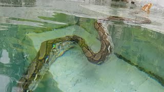 BIG SNAKES #9 BIG SNAKE IN THE POOL!! 😱😱🐍🐍🐍 BIG SNAKES , BIG PYTHON , COREY WILD