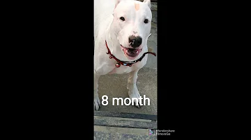 Transform Of Dogo Argentino 1 Day To 10 Months 