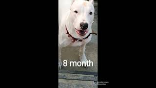 Transform of dogo argentino 1 Day to  10 months