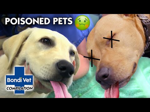 Video: Dog Swallowed Posion - Jed Spolknutý Psem