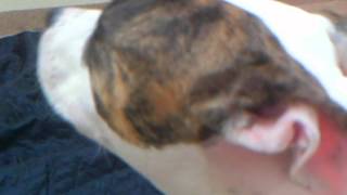 Meet Sasha A Terrier American Pit Bull Currently Available For Adoption At Petango 4172013 5