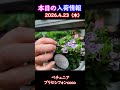 【2026.4.23】ペチュニア プリセシフォンCOCO【入荷情報切り抜き】 #ガーデニング #園芸 #花のある暮らし