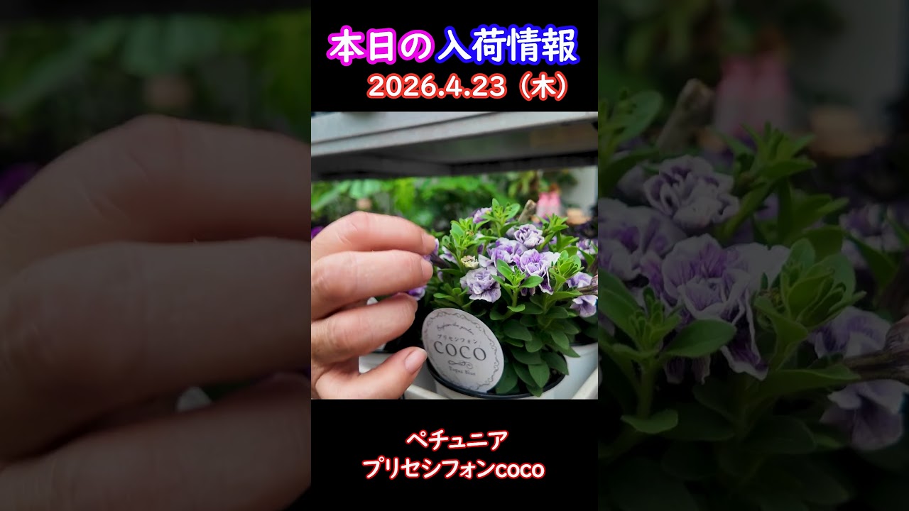 【2026.4.23】ペチュニア プリセシフォンCOCO【入荷情報切り抜き】 #ガーデニング #園芸 #花のある暮らし
