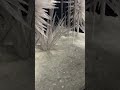 Glass Blown Garden
