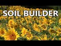 EVERY Garden and Homestead Should HAVE THIS Growing Soil Builder