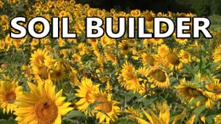 EVERY Garden and Homestead Should HAVE THIS Growing Soil Builder