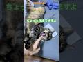 ちょっと牙出てますよ　#shorts #cat #今日の夏目くん