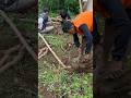 Hasil panen cassava #gardening #garden #farming #viral #trending #shorts #shortvideo #fyp