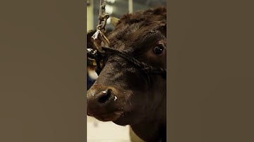 Why Wagyu cattle is so expensive #wagyu #steak #shorts