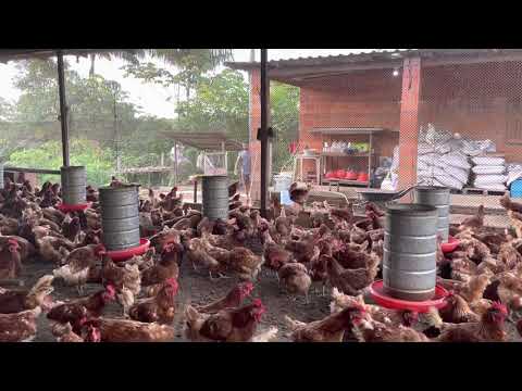 Vídeo: As galinhas lohmann brown são amigáveis?