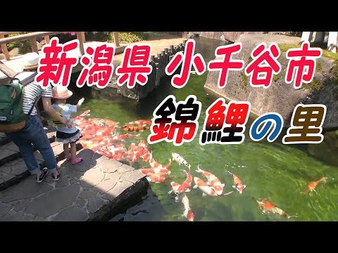 小千谷市錦鯉の里