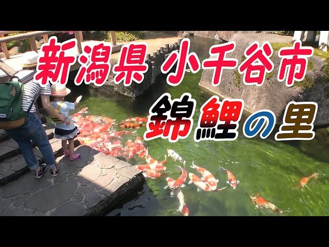 小千谷市錦鯉の里 Youtube 小千谷市錦鯉の里 Youtube