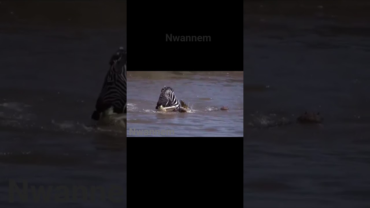 In a surprising turn of events, de zebra outsmarted de crocodile, using its knowledge of the terrain