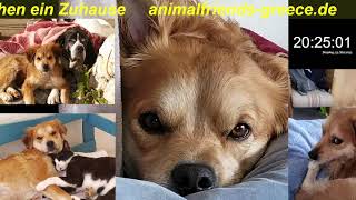 unser Kokoni aus Griechenland vermittelt von  animalfriends-greece.de by Kokooooniii - Mustang TV  38 views 1 year ago 55 seconds