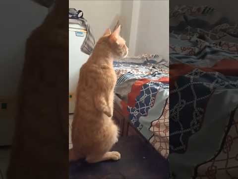 ميشة تذهب للإستقبال أمها نيتا أمام النافدة 19 نوفمبر 2025