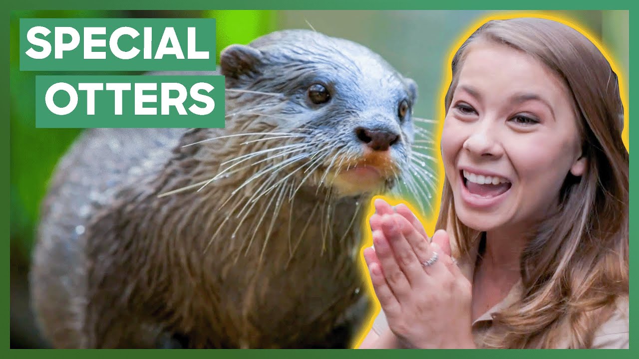 Bindi Irwin Gets Excited About Two Special Otters At Australia Zoo | Crikey! It's The Irwins