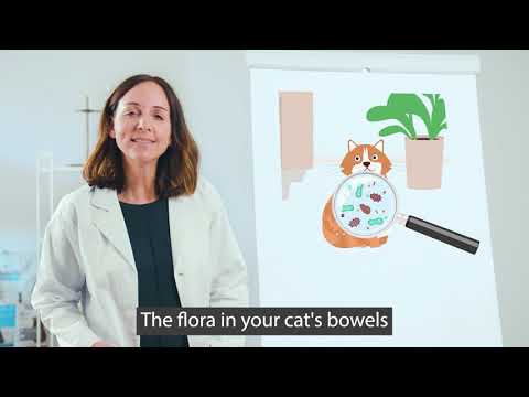 bosch | The new Sanabelle - Really good cat food - promotional clip #1 (2019)
