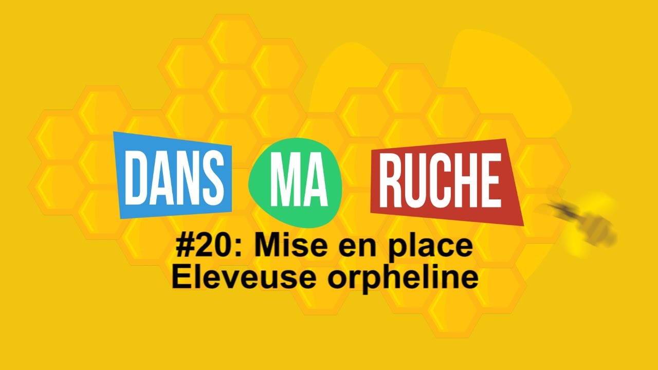#20-Mise en place d'une éleveuse orpheline