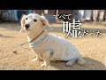 愛犬は6年間虐待されて捨てられました