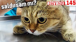 Kedi̇ Tofu Konuştu Gerçekten En Sakin Muayene Kedi̇ce Altyazili Kediler Konuşuyor