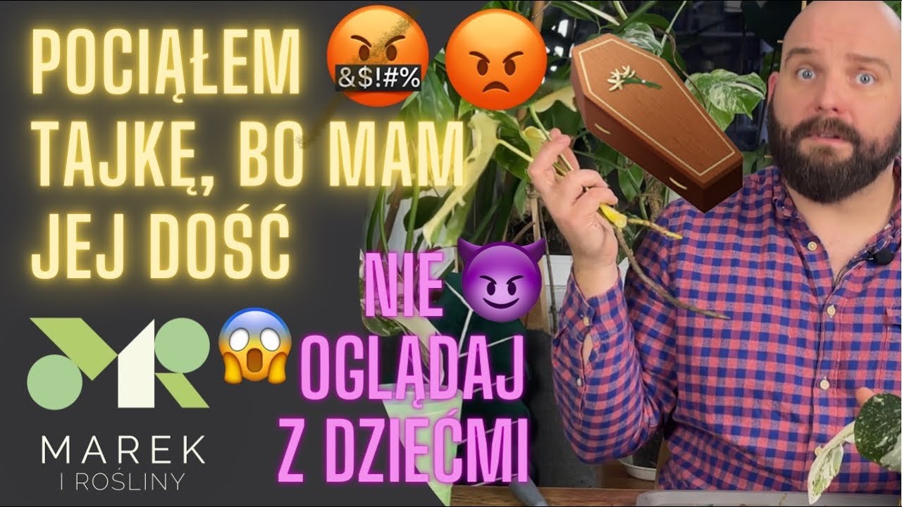 Pociąłem tajkę, bo mam jej dość - nie oglądaj z dziećmi, uszy więdną #drama #thaiconstellation