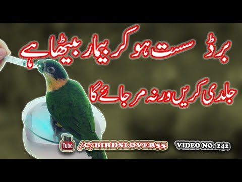 how to treat sick birds Video No 242