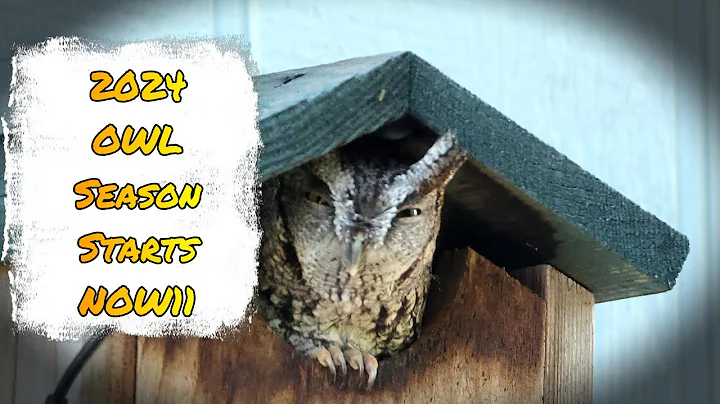 2024 Screech Owl Nesting Season Update