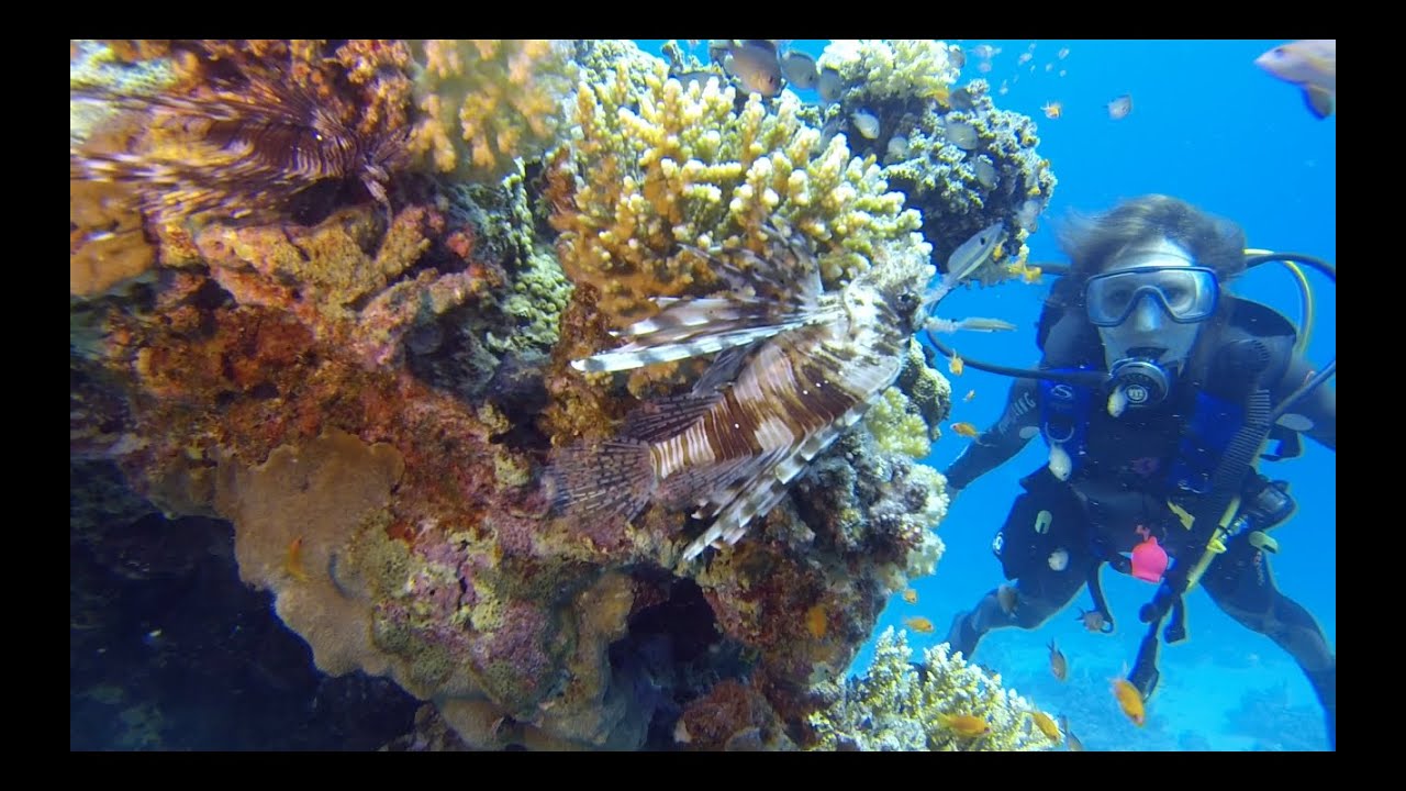 plongée en Egypte Safaga aout 2016