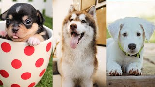 Cute Dogs Videos: Cute Puppy, Cute Bulldog Puppy and Puppies - Compilation Part 1