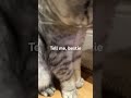 Tell me, bestie #shorts #viral #cute #cat #cutecat