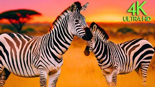Relaxing African Safari 4K with African Instrumental Music, Relaxing Music With African Wildlife