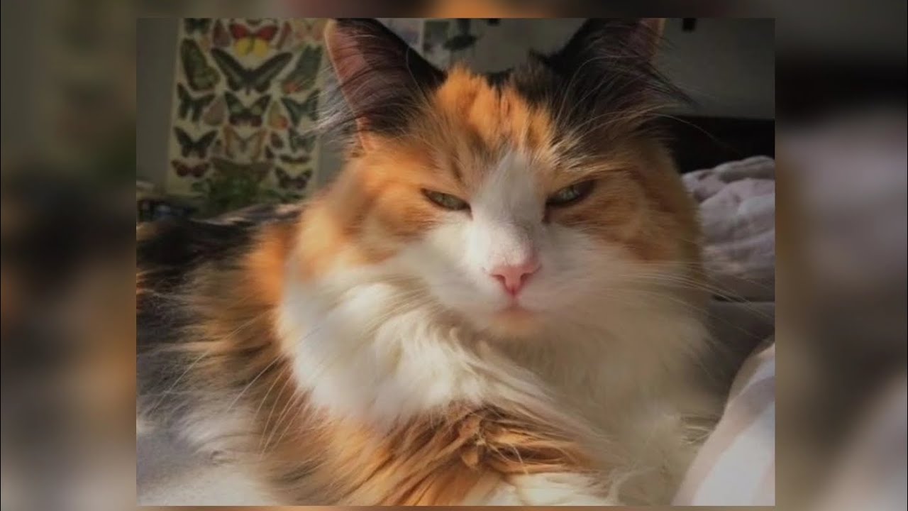 Градусы-Научиться бы не париться(Speed up)♡