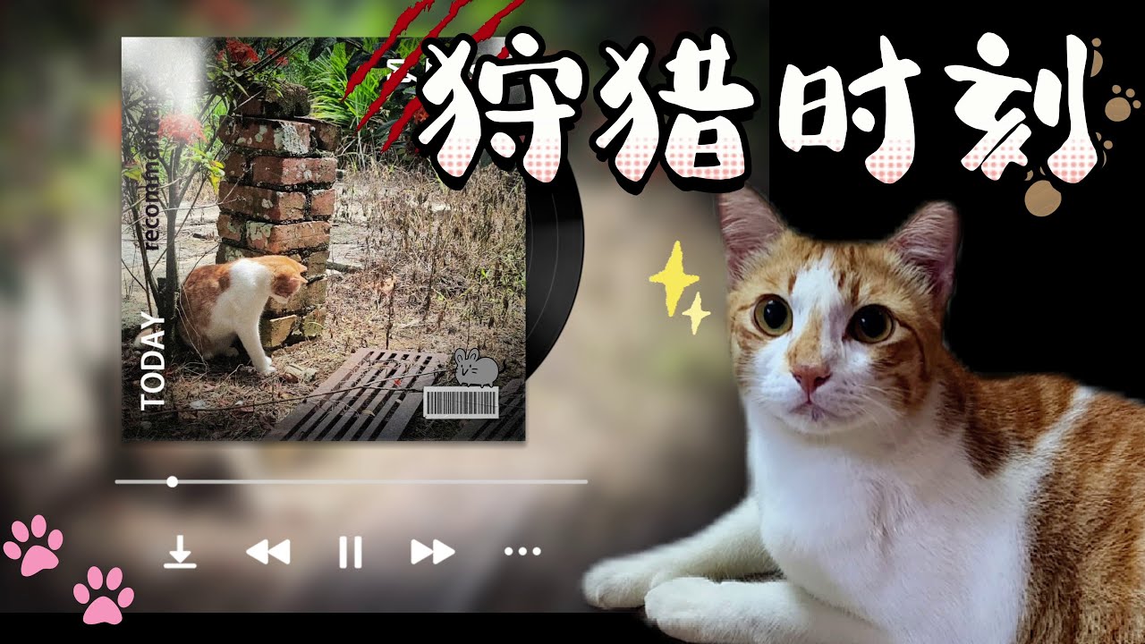 The Mighty Hunter Watch My Cat Catch Mice YouTube the-mighty-hunter-watch-my-cat-catch-mice-youtube