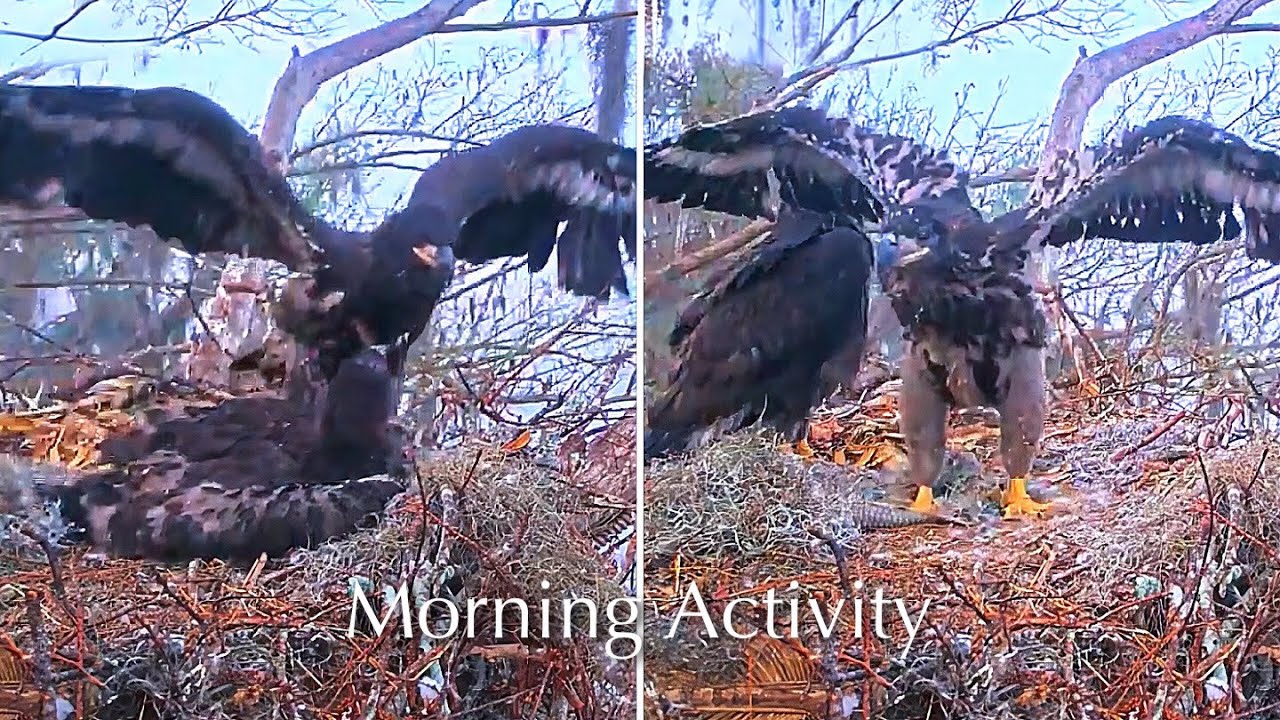 #372🦅Brutus🐥54° & Peanut🐥49°／Winter Park Eagle Nest 2026／Against All Odds:One-Eyed Mom／Wink💗Atlas