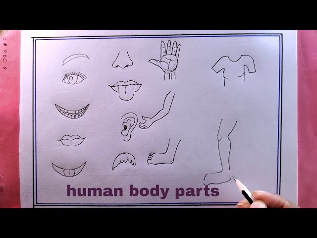 Parts of Human Body | Turtle Diary Worksheet