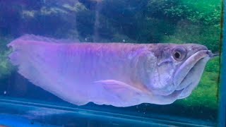 Arowana Fish World S Most Expensive Pet Fish Youtube