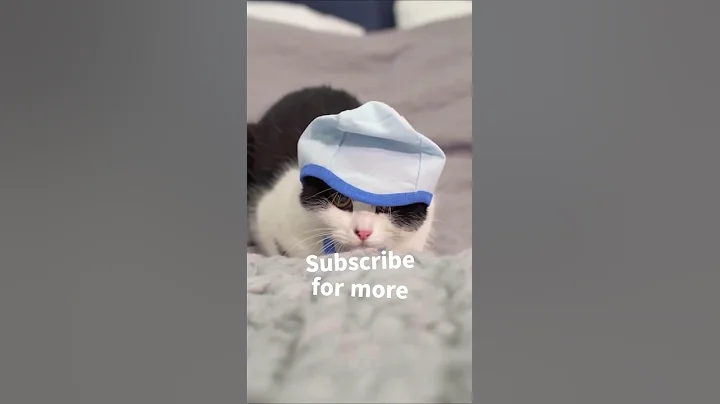 Video 10003061: cats funnycats cutecat baby, funnycats amazing cat, cutecats baby cats funny, best funny baby cat