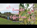 ALL ABOUT MAUI: ALI’I KULA LAVENDER FARM & MAUI ESTATE COFFEE TOUR | April Chu Travel Vlog