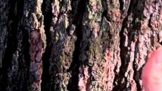 How to do a Backflip off a Tree (or wall)