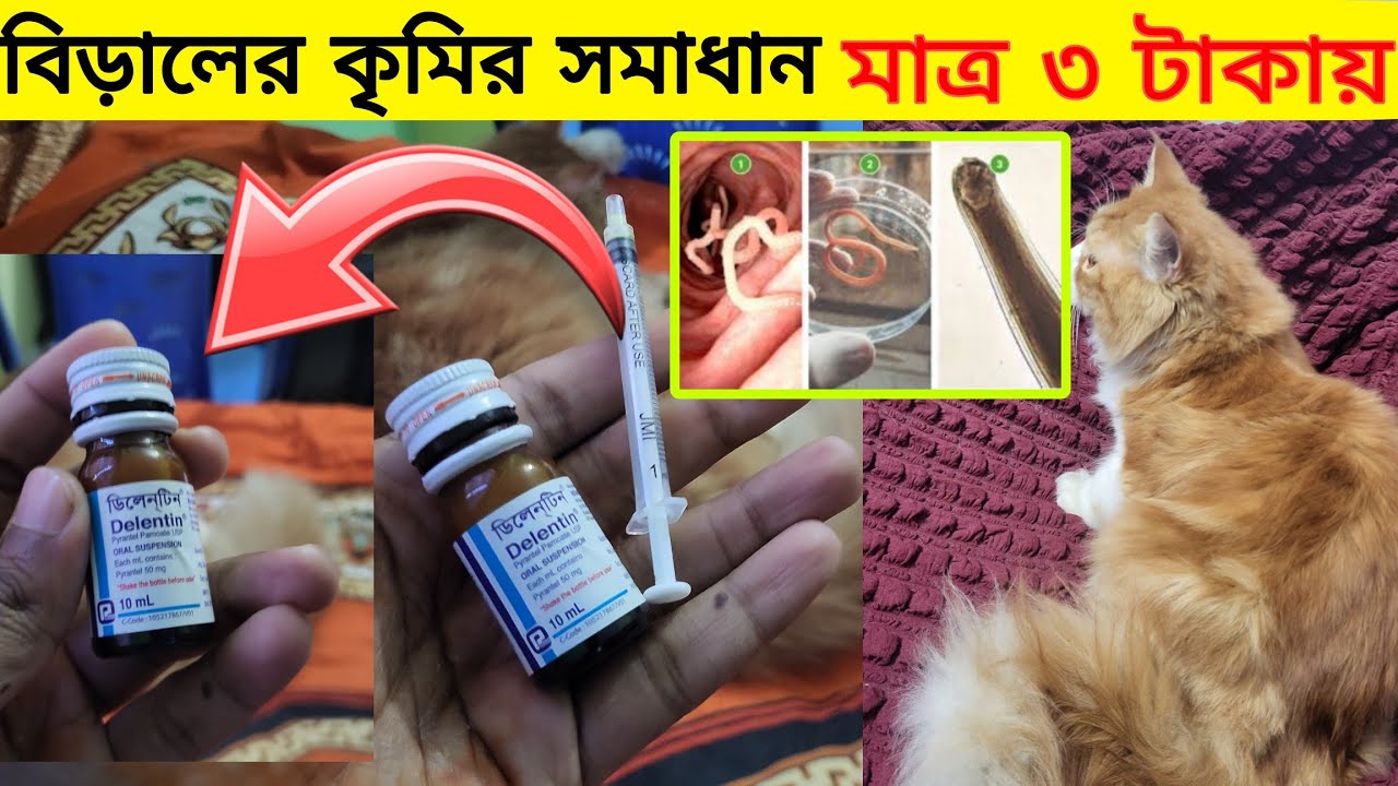 🐱 বিড়ালের কৃমির সমাধান মাত্র ৩ টাকায় | কৃমির ঔষধ কিভাবে খাওয়াবো