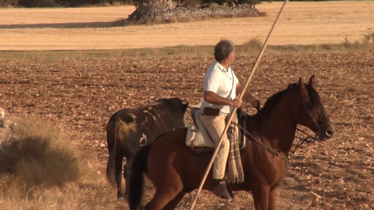 Valdesaz tiene un encierro campero de mucha tradición