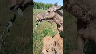 Bébés #Elan #Faon #Elk babies 💓 #shortvideo