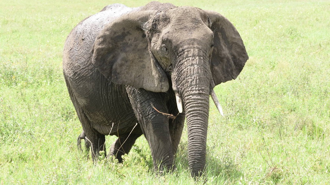 Serengeti N.P. Elephant