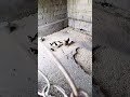Diqqat❗Parrandelar bitladimi uni dezda davolang