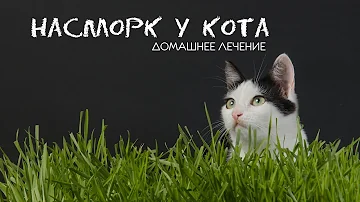 Лечение - насморк у кота!  Кошка и сопли лечение без затрат! Домашнее лечение