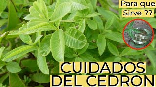 Planta De Cedron Como Cuidarla Planta Medicinal Aprendiendo A Cuidar