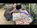 كيف نخلي الدجاج يبيض يومياً بغزارة 🐓🥚 ٣ خطوات فقط وبكل سهولة 🐔 