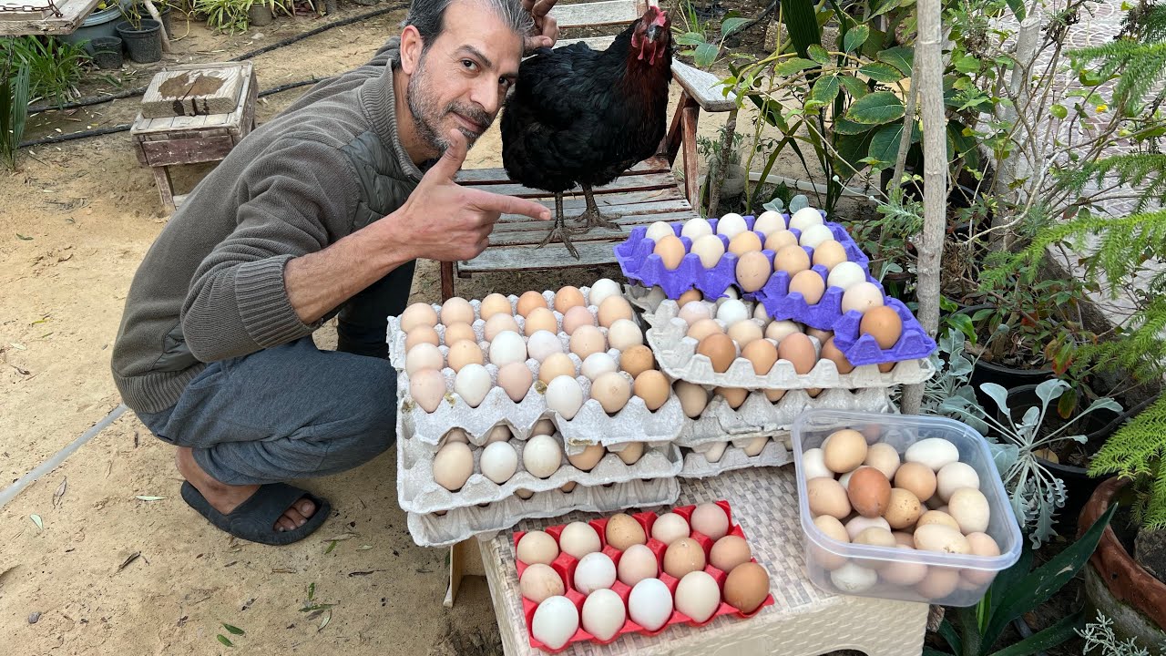 كيف نخلي الدجاج يبيض يومياً بغزارة 🐓🥚 ٣ خطوات فقط وبكل سهولة 🐔 