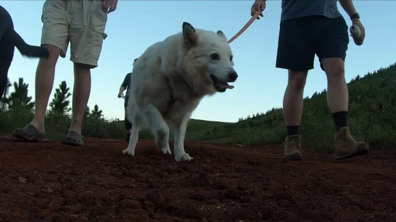 WALK IN HANGLIP 20200308