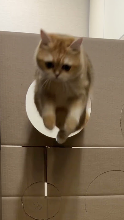 spongecat